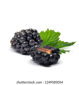 Fresh, sweet and tasty blackberry. Blooms of blackberries. Symbols of berries. Elements for label design. Vector illustration. Berries ingredients in triangulation technique. Blackberry low poly.