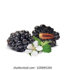 Fresh, sweet and tasty blackberry. Blooms of blackberries. Symbols of berries. Elements for label design. Vector illustration. Berries ingredients in triangulation technique. Blackberry low poly.