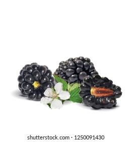 Fresh, sweet and tasty blackberry. Blooms of blackberries. Symbols of berries. Elements for label design. Vector illustration. Berries ingredients in triangulation technique. Blackberry low poly.