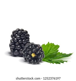 Fresh, sweet and tasty blackberry. Blooms of blackberries. Symbols of berries. Elements for label design. Vector illustration. Berries ingredients in triangulation technique. Blackberry low poly.