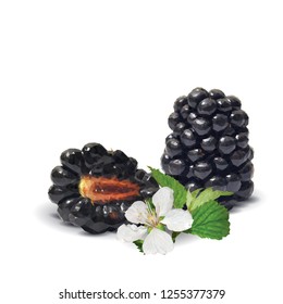 Fresh, sweet and tasty blackberry. Blooms of blackberries. Symbols of berries. Elements for label design. Vector illustration. Berries ingredients in triangulation technique. Blackberry low poly.