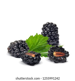 Fresh, sweet and tasty blackberry. Blooms of blackberries. Symbols of berries. Elements for label design. Vector illustration. Berries ingredients in triangulation technique. Blackberry low poly.