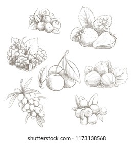 Fresh sweet vector illustration of berries set