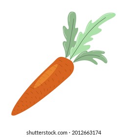 Fresh sweet whole carrot with tops. Organic food from the farm. Ripe summer vegetable with green leaves. Hand drawn cartoon vector illustration isolated on white background