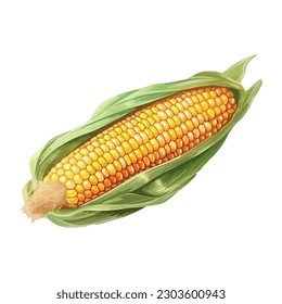 Fresh sweetcorn illustration over white