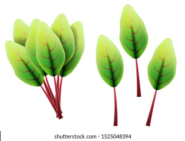 Fresh swiss chard leaf. 3D realistic vector set beet leaves. Healthy aroma. Isolated on white background. Herbs and spices kitchen set. Vector illustration