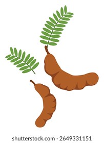 Fresco Tamarind Pods e folhas isoladas no fundo branco
