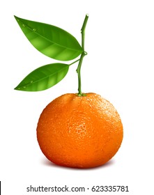 Fresh tangerine with green leave. Vector illustration.