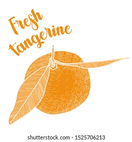 Fresh tangerine vector illustration in sketch, engraving style. Isolated orange citrus color design element.
