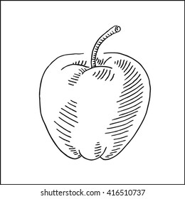 fresh tasty apple vector drawing illustration,  in hand drawn sketch style,  for food market , restaurant and cafe design