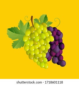 
Fresh tasty juicy bunch of grapes