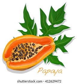 Fresh and tasty papaya vector isolated