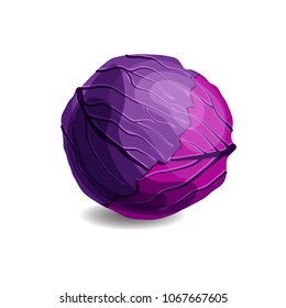 Fresh and tasty red cabbage isolated on white background. Cartoon style vector illustration.