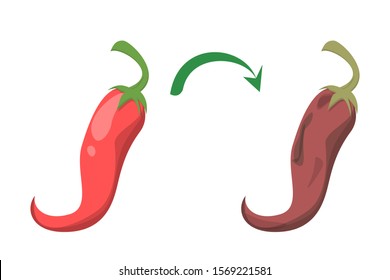 Fresh and tasty red chili pepper become bad vector isolated. Rotten food ingredient. Food waste concept. Dirty rotting meal.