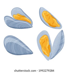 Fresh tasty seafood clams, shellfish in seashells vector hand drawn illustration isolated on white background. Set of colorful mussels, sea products for restaurant or marine cafe menu design.