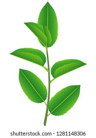 Fresh tea branch isolated on the white background.