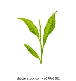 Fresh tea leaves.