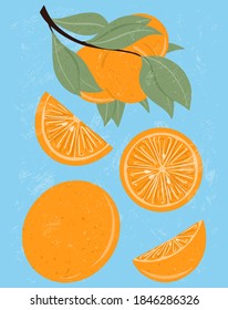 Fresh textured orange fruits on branch with leaves vector hand drawn illustration. Orange slices, half slices mandarin. Tangerine, vitamin c, tasty and juicy fruits on blue background.