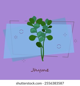 Fresh thyme. Green sprig and leaves. Cooking herbs concept. Vector illustration can be used for topics like organic food, herbal tea, gardening