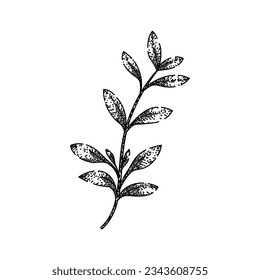 fresh thyme leaf hand drawn. herb aromatic, seasoning spice, twig leaves fresh thyme leaf vector sketch. isolated black illustration