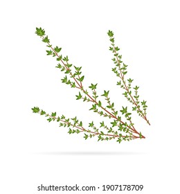 Fresh thyme, spice healing herb, close-up vector illustration isolated on white background