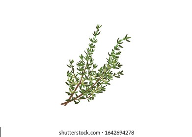 Fresh thyme sprigs, spice, close-up vector illustration isolated on white background