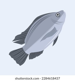 Frische Tilapia flache Vektorgrafik. Cute frischen Tilapia Fisch roher Meeresfrüchte Cartoon Vektorgrafik für Grafikdesign und dekoratives Element