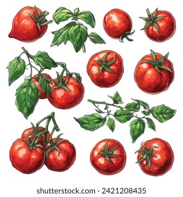 fresh tomato with green leaves hand drawn illustration