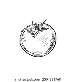 Tomate fresco aislado. Dibujo a mano. Ilustración vectorial sobre fondo blanco