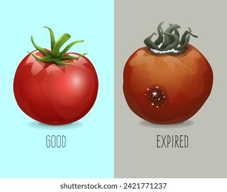 Tomate fresco. Tomate molido. Cómo identificar alimentos caducados. Comparación de tomates frescos y caducados. Ilustración vectorial. 