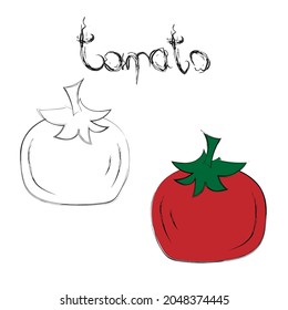 Fresh tomato painted by hand. Vector illustration of vegetable and it's name for study