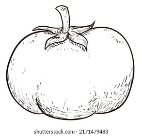 Fresh Tomato With Pedicel And Sepal In Hand Drawn Style, Over White Background.