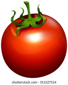 Fresh tomato with stem on illustration