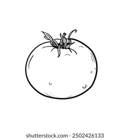 fresh tomato - vector illustration