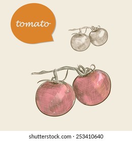 fresh tomato. vector sketches