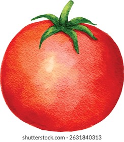 fresh tomato watercolor illustration isolated on white background