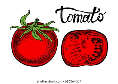 Fresh tomatoes. Graphic hand drawn illustration in vector.