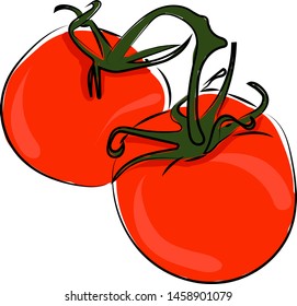 Tomates frescos, ilustración, vector sobre fondo blanco.
