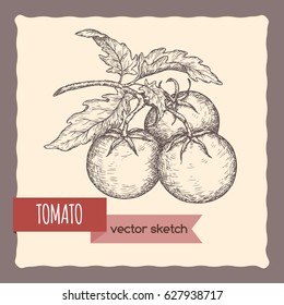 Fresh tomatoes on a branch hand drawn sketch. Great for farming and agricultural design.