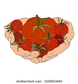 Tomates frescos en las manos. Tomates en la mano humana. Aislado sobre fondo blanco. Tomates cerezos.