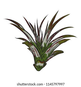 Fresh tropical house plant. Summer mood element. Green colorful succulent card design object. Natural greenery of isolated and editable flower. Vector.