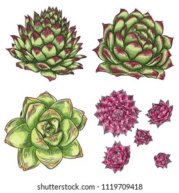 Fresh tropical house plants set. Summer mood elements. Green colorful succulent card design objects. Natural greenery set of isolated and editable flowers. Vector.