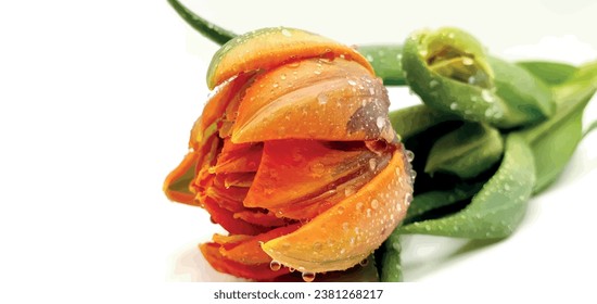 Fresh tulip isolated vector closeup. Orange tulip on a white background. Spring flowers tulips vector. Beautiful spring flower. Blank for a postcard with a flower.
