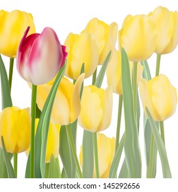 Fresh tulips isolated on white background. And also includes EPS 10 vector