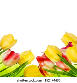 Fresh tulips isolated on white background. And also includes EPS 10 vector