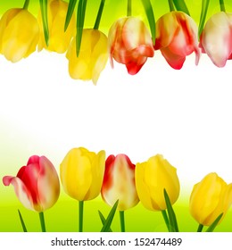 Fresh tulips isolated on white background. And also includes EPS 10 vector