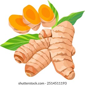 Curcuma, Curcuma longa, curcumina, Desenhado à Mão Ilustração Vetorial isolado