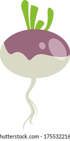 Fresh turnip, illustration, vector on white background