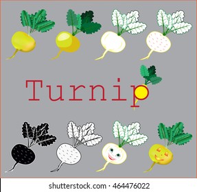 Fresh turnip isolated vegetable, simple cartoon illustration on gray background.
Healthy food and agriculture design.