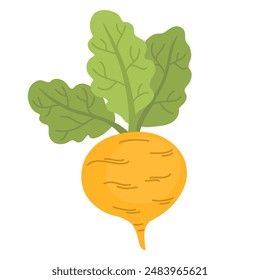 Fresh turnip with leaves. Icon of swede tuber with tops. Raw root vegetable. Flat vector illustration of natural veggie isolated on white background